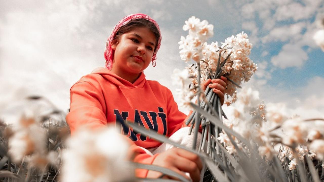 Bayındır’da nergis ve kuru çiçek festivali için geri sayım