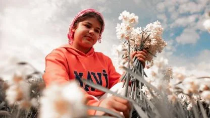 Bayındır’da nergis ve kuru çiçek festivali için geri sayım