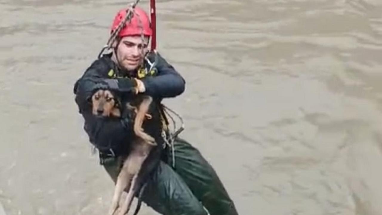 Dereye Düşen Köpek 10 Dakikada Kurtarıldı