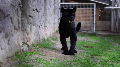 Doğal Yaşam Parkı’nın Jagarı Juliet’e Veda