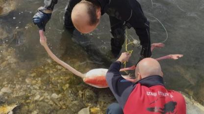 İnciraltı’nda Mahsur Kalan Flamingo Kurtarıldı