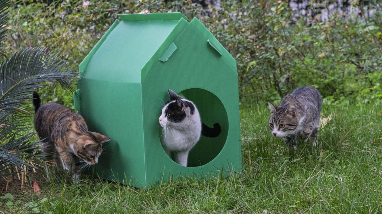 İzmir’de Sokak Kedilerine Sıcak Yuva