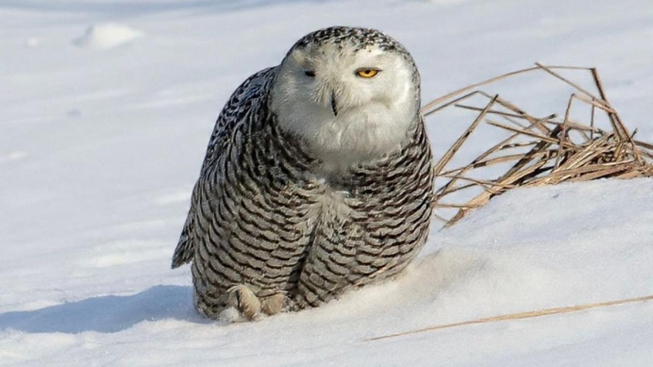 Seferihisar’dan Amerika’ya Doğa Başarısı