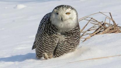 Seferihisar’dan Amerika’ya Doğa Başarısı