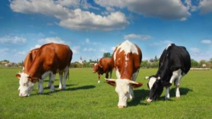 SIĞIRLAR HÂLÂ AYNI YERDE OTLUYORLAR”