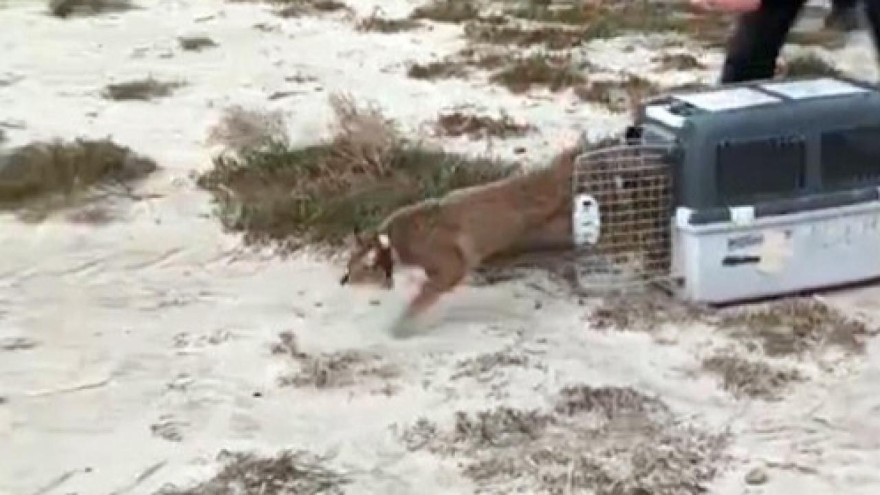 6 Aylık Mücadele Sonrası Özgürlüğüne Kavuştu