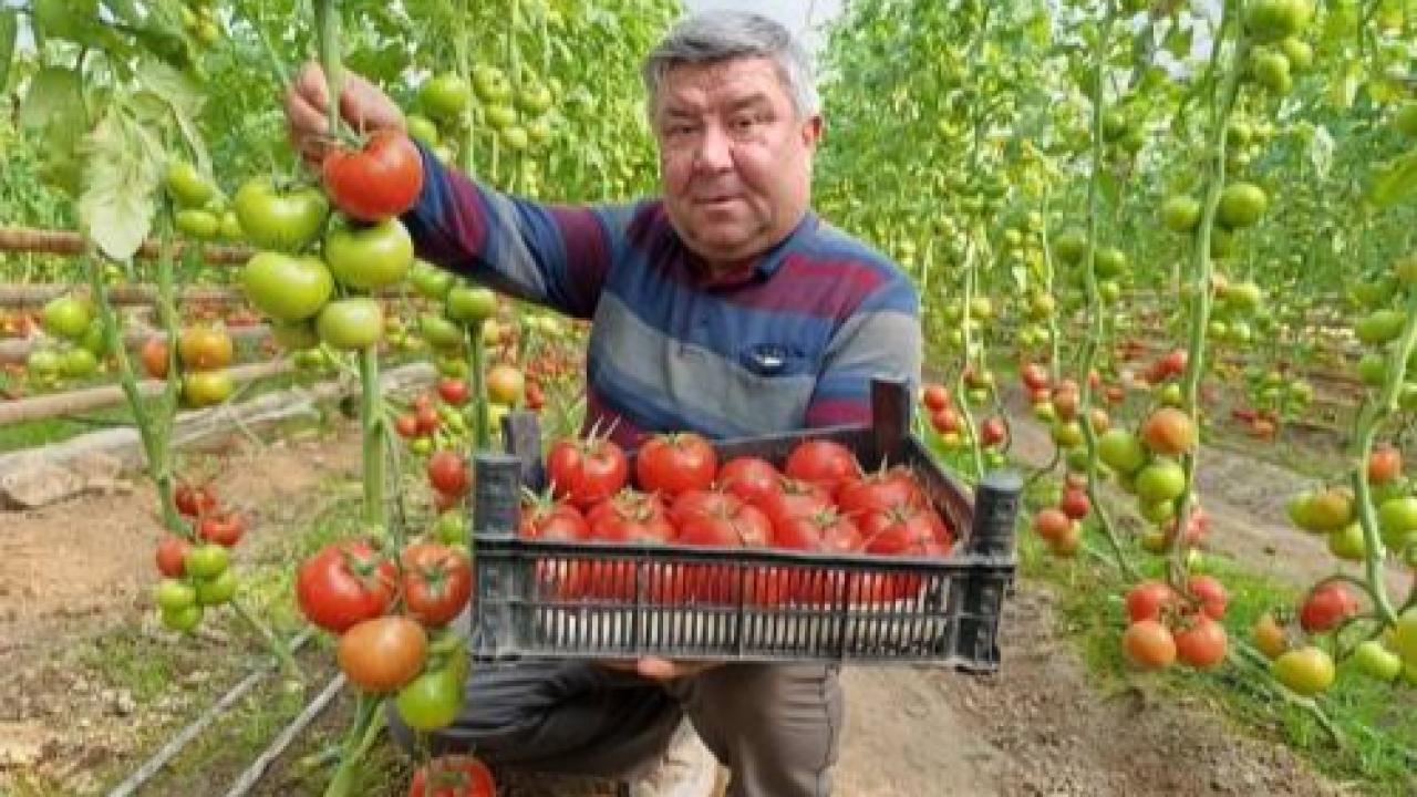 Eynal Domatesine Pazarlarda Büyük İlgi