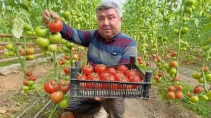 Eynal Domatesine Pazarlarda Büyük İlgi