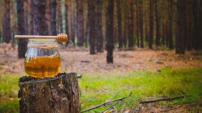 Türk çam balı için küresel atağa geçiliyor