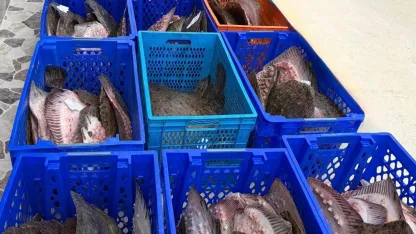 İstanbul’da Kaçak Kalkan Avına Denetim