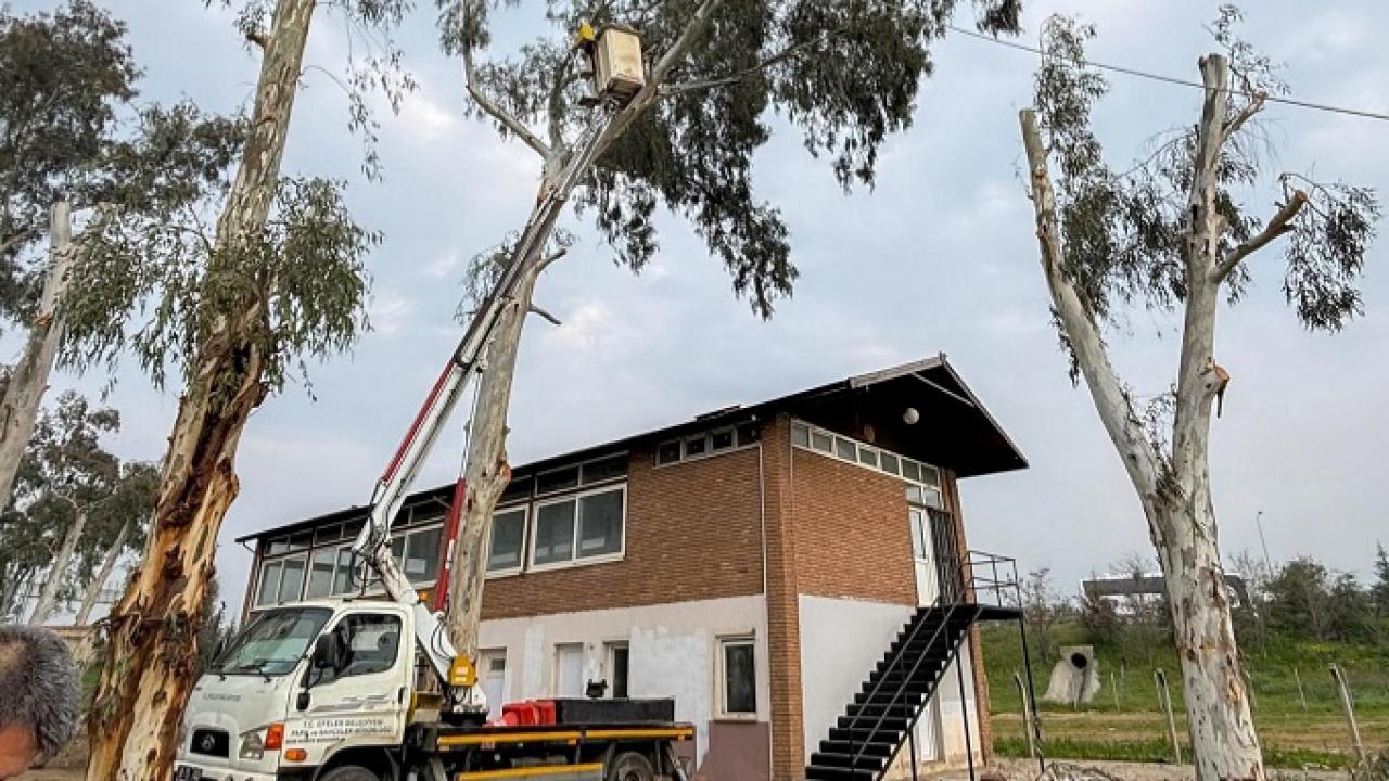 Ağaçlar Tehlike Saçıyordu