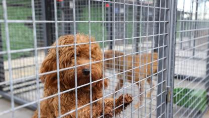 Buca’da Can Dostlara 5 Yıldızlı Hizmet!