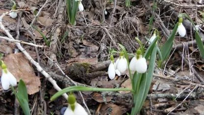 Demirci Dağları’nda kardelen koparanlara ağır ceza
