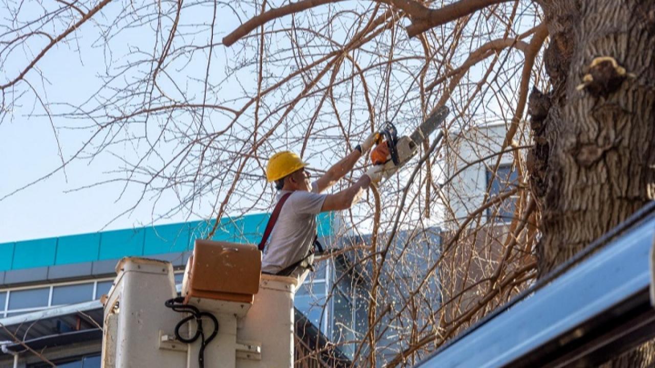 Karşıyaka’da Ağaçlara Bahar Bakımı