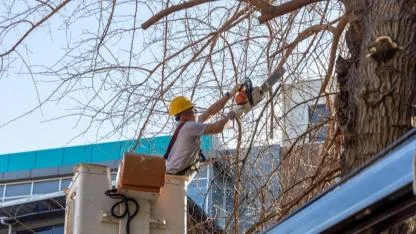 Karşıyaka’da Ağaçlara Bahar Bakımı