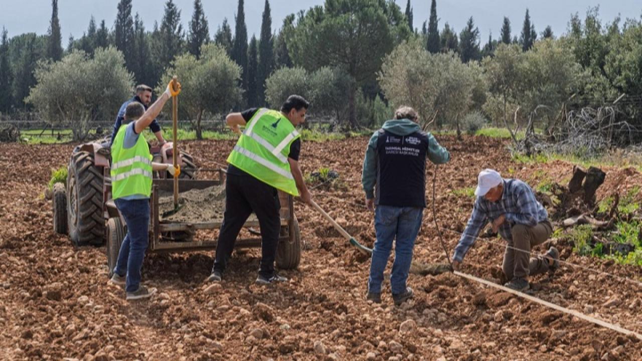 Kesilen ceviz ağaçlarının yerine 50 yeni fidan dikildi