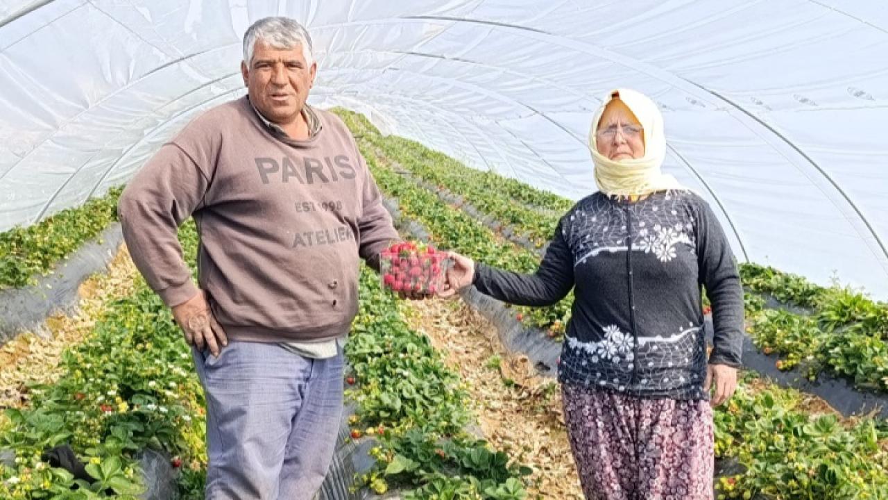 Köprübaşı çileğinde hasat sürüyor