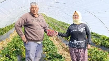 Köprübaşı çileğinde hasat sürüyor