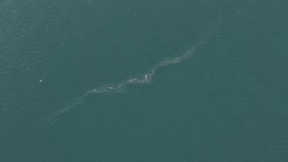 Çevre felaketi kapıda mı? Körfezde endişe