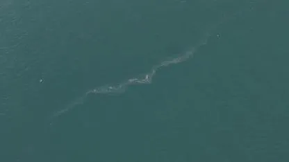 Çevre felaketi kapıda mı? Körfezde endişe