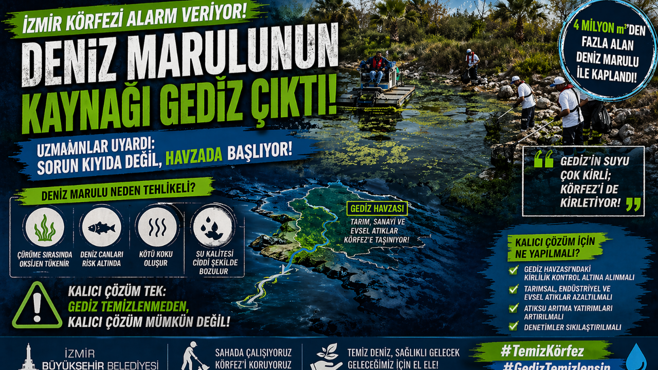 Deniz Marulunun Kaynağı Gediz Çıktı