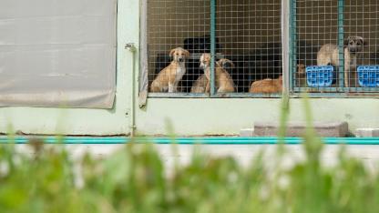 Gece Ambulanslı Hayvan Kurtarma