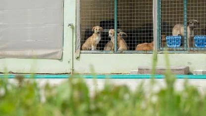 Gece Ambulanslı Hayvan Kurtarma
