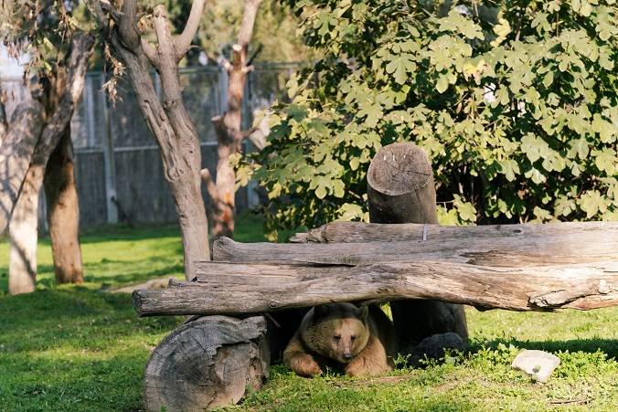 İzmir Doğal Yaşam Parkı’na Siyah Jaguar ve Boz Ayı